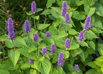 Blooming mint or mentha in the garden . © Irina