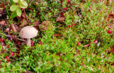 mushroom podberezovik cranberry landscape