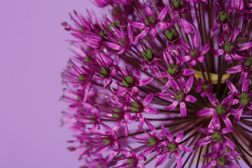 Fragment of inflorescence of purple onion flowers isolated on a lilac background.
