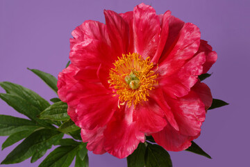 Beautiful bright pink peony flower with yellow center isolated on purple background.
