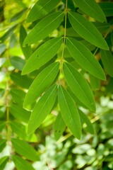 Fototapeta na wymiar fresh green Senna siamea leaf in nature garden