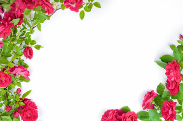 wild rose red white background