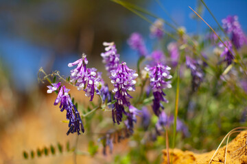 summer time. sunny day. beautiful purple wildflowers on a background of framed sky and green grass.