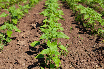 horizontal photo. a field of unflowered sunflowers planted in a row. summer time. sunny day. clean field without weeds.