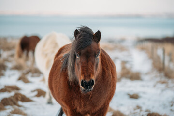 Obraz premium Portrait of Icelandic Wild Horse