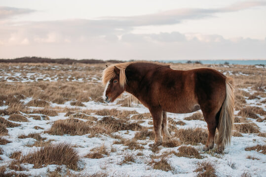 Portrait of Icelandic Wild Horse