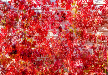 the grapes of the wild wall close-up