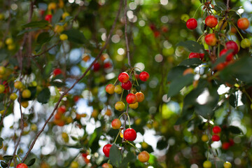 great photo. a lot of ripe cherries on a tree. sunlight through a cherry tree. ripe red-yellow cherry on a tree with blurry leaves. sunny day. summer time