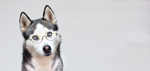 Siberian husky portrait in glasses on a grey background © Irina