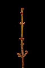 Silver Maple (Acer saccharinum). Shoot Bearing Flower Buds. Closeup