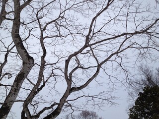 冬空の曲がりくねった枝