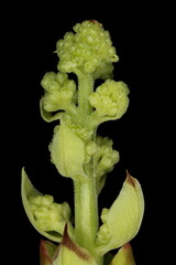 Lilac (Syringa vulgaris). Opening Inflorescence Closeup