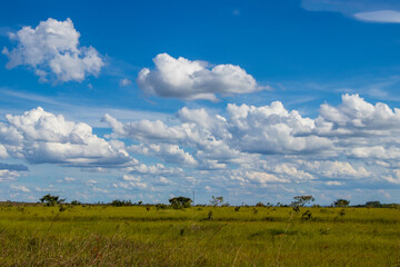 Fototapeta na wymiar Campo no cerrado com lindo céu azul e nuvens brancas.