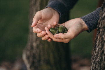 The girl holds green acorns in her hands. Close up shot of hands with acorns