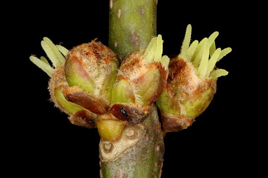 Silver Maple (Acer saccharinum). Female Flowers Closeup