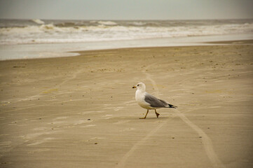 seagull on the beach