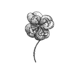 Good luck four leaf clover. Vector monochrome vintage hatching illustration isolated