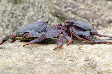 rote_Klippenkrabbe