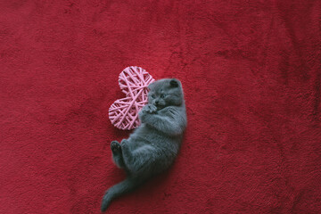 Scottish fold breed. Little fluffy kitten plays on a red background