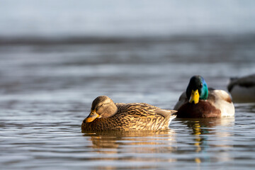 Female mallard in reflecting water. Natural wildlife scene.
