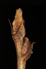 Siberian Pea-Tree (Caragana arborescens). Terminal Bud Closeup