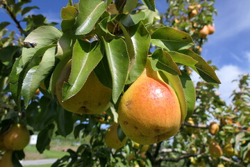 Beautiful shining pear in a plantation on the tree, from organic cultivation, therefore with beauty spots
