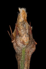 Siberian Pea-Tree (Caragana arborescens). Terminal Bud Closeup