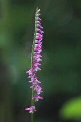 ネジバナのクローズアップ