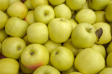 background of green or yellow apples. harvesting. healthy diet.