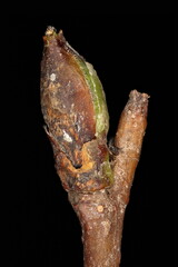 Silver Birch (Betula pendula). Pseudoterminal Bud Closeup