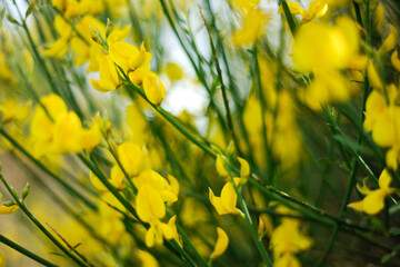 yellow flowers on a day