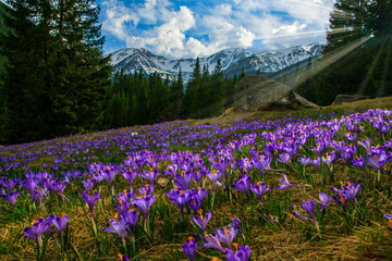 Beautiful meadow with blooming purple crocuses illuminated by sunbeams