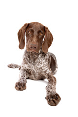 German Short haired Pointer puppy