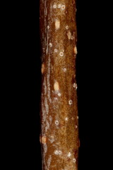 Silver Birch (Betula pendula). Wintering Twig Detail Closeup