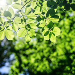 Fototapeta na wymiar Spring forest background with selective focus on a beech branch with green spring leaves illuminated by the sun, square frame