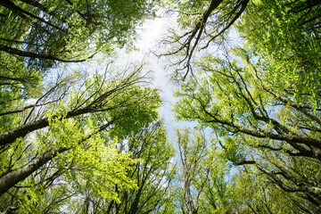 Bottom view of an early spring forest with the first lush green foliage
