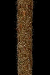 Hazel (Corylus avellana). Wintering Twig Detail Closeup