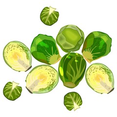 Brussels sprouts. Fresh organic and healthy, diet and vegetarian food. Vector illustration isolated on white background.