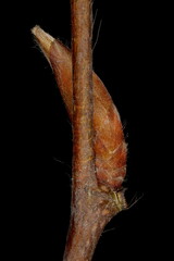 Hornbeam (Carpinus betulus). Lateral Bud Closeup