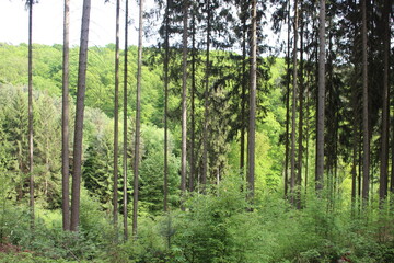 Obraz premium Trees