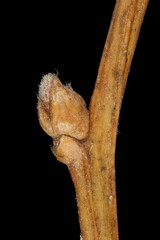 Russian Spiraea (Spiraea media). Lateral Bud Closeup