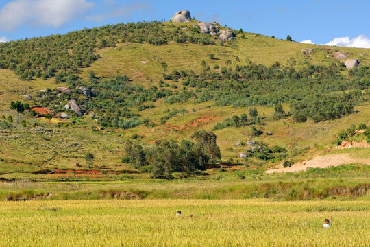 Rizi&egrave;re &agrave; Madagascar