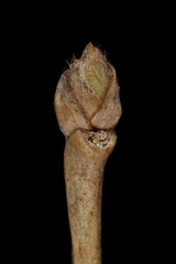Russian Spiraea (Spiraea media). Pseudoterminal Bud Closeup