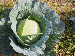 植わったキャベツ