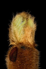 Staghorn Sumac (Rhus typhina). Opening Pseudoterminal Leaf Bud Closeup