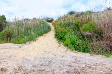 Sandy dune with grass . Uncultivated vegetation on the beach 