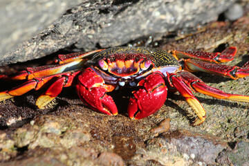 rote_Klippenkrabbe