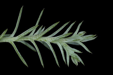 Sandarac (Tetraclinis articulata). Closeup of a Shoot with Acicular Leaves
