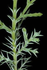 Sandarac (Tetraclinis articulata). Closeup of a Shoot with Acicular and Scale Leaves