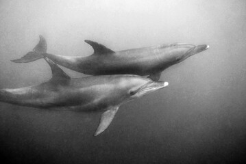 Swimming with dolpins 